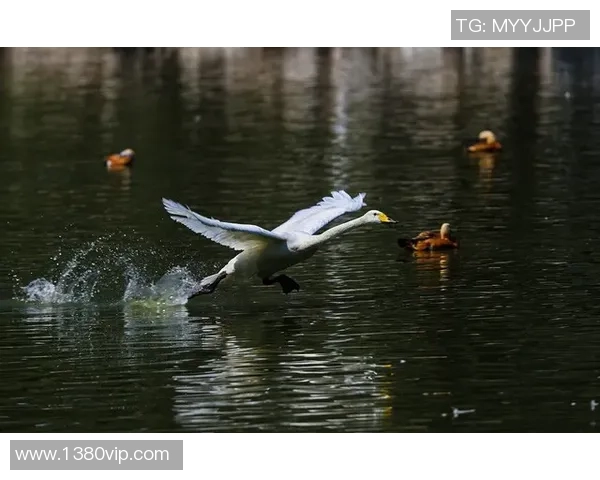 新浮天鹅与山口雷诺的巅峰对决谁能笑到最后 新浮天鹅与山口雷诺的巅峰对决谁能笑到最后